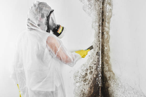 Best Home Mold Removal  in Five Points, OH