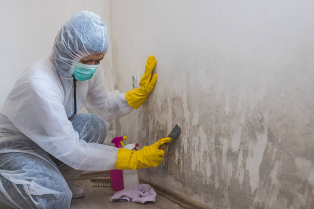 Office Mold Removal Services in Five Points, OH