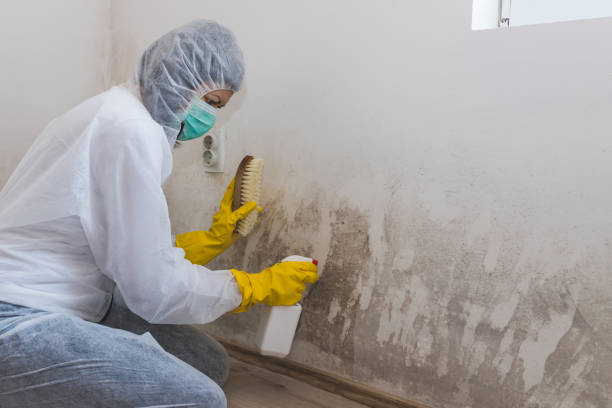 Best Local Mold Removal Service  in Five Points, OH