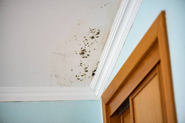 Best Best Mold Removal Companies  in Five Points, OH