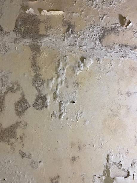 Best Crawl Space Mold Removal  in Five Points, OH