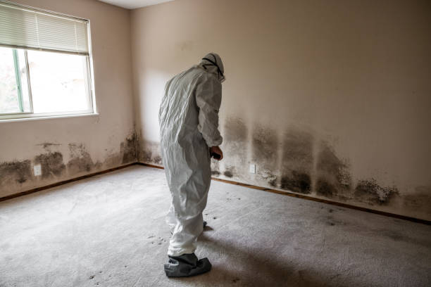 Best Mold Remediation  in Five Points, OH