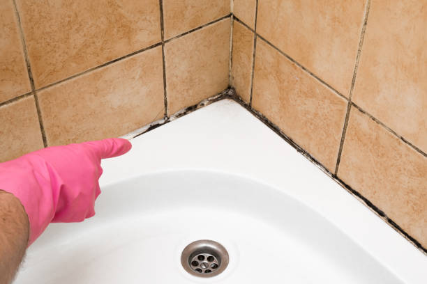 Best Toxic Mold Removal  in Five Points, OH